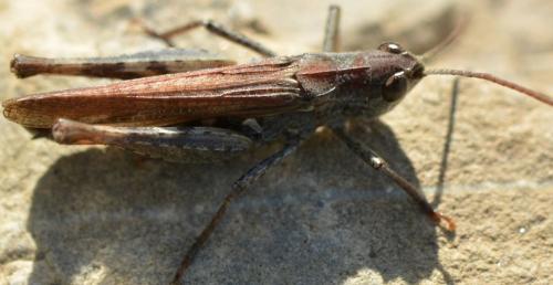 Chorthippus sp.